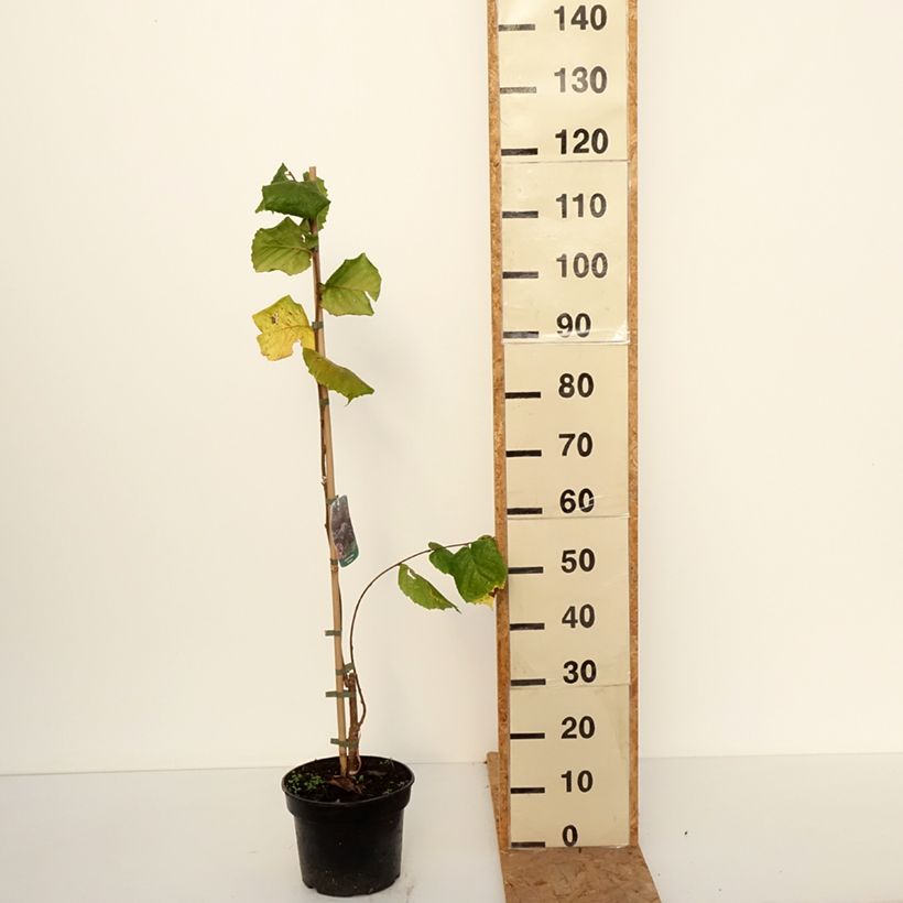 Exemplar von Haselnuss Pendula - Corylus avellana Topf mit 4L/5L wie im Herbst geliefert