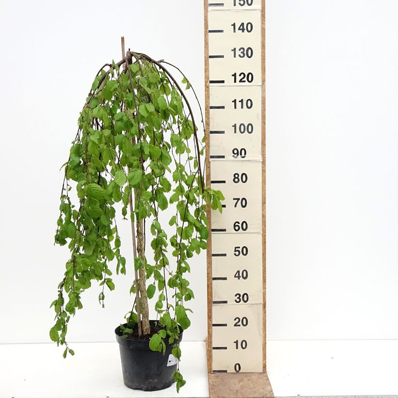 Exemplar von Haselnuss Pendula - Corylus avellana Topf mit 7,5L/10L wie im Frühjahr geliefert