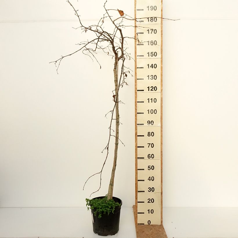 Exemplar von Haselnuss Purple Umbrella - Corylus avellana Topf mit 12L/15L wie im Herbst geliefert