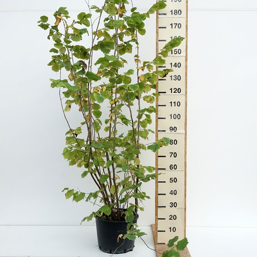 Example of Haselnuss Syrena - Corylus avellana Topf mit 12L/15L as you get in ete