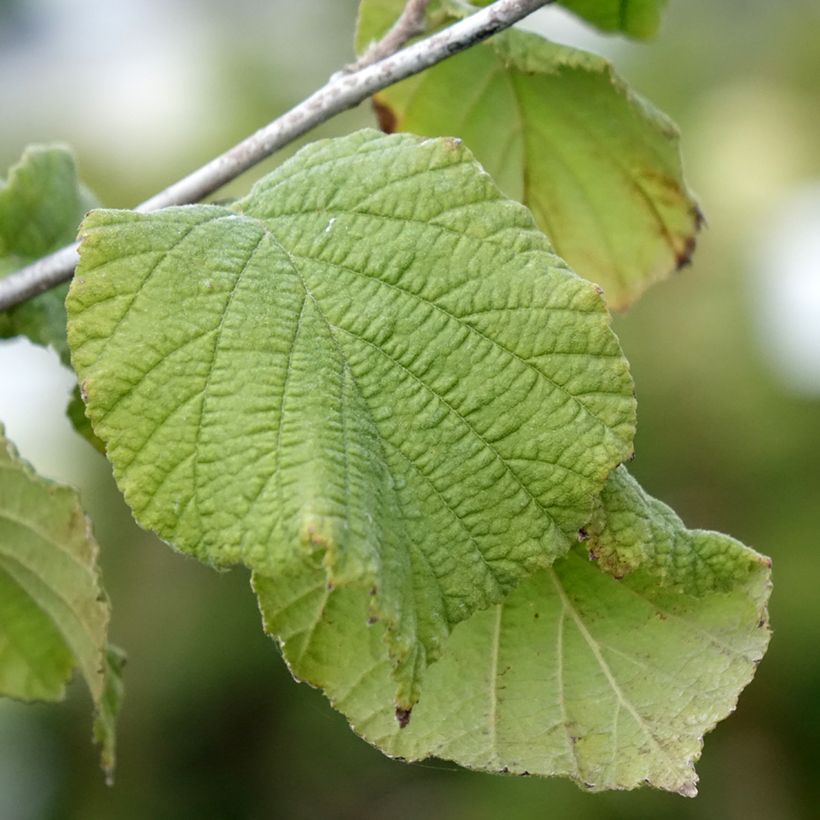 Haselnuss Tonda Gentile Romana - Corylus avellana (Foliage)