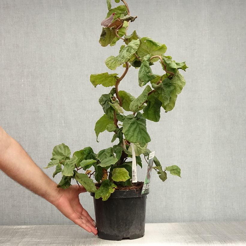 Exemplar von Haselnuss Red Majestic - Corylus avellana Topf mit 3L/4L wie im Sommer geliefert