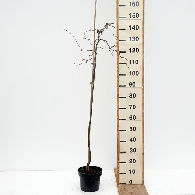 Exemplar von Haselnuss Red Majestic - Corylus avellana Topf mit 3L/4L, Stamm wie im Winter geliefert