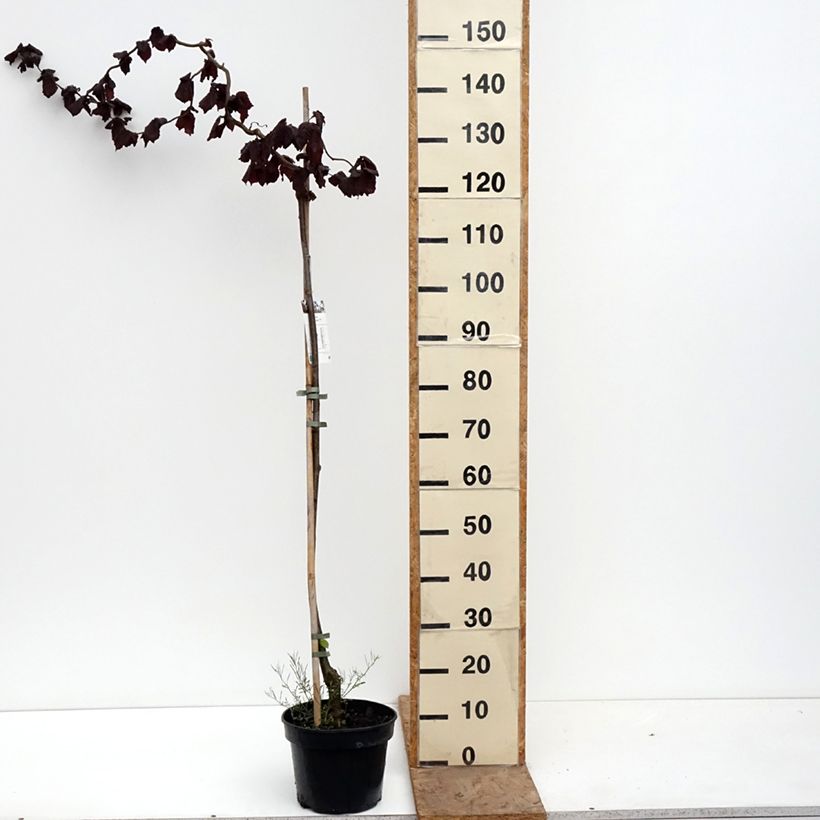 Exemplar von Haselnuss Red Majestic - Corylus avellana Topf mit 3L/4L, Stamm wie im Frühjahr geliefert