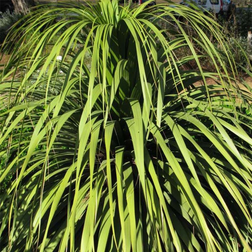 Nolina hibernica La Sibirica - Flaschenbaum (Foliage)