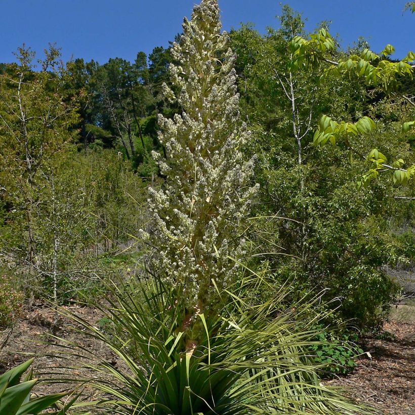 Nolina hibernica La Sibirica - Flaschenbaum (Flowering)