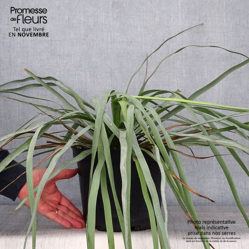 Example of Nolina hibernica La Sibirica - Flaschenbaum Topf mit 6L/7L as you get in automne