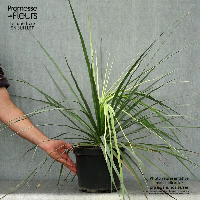 Exemplar von Nolina hibernica La Sibirica - Flaschenbaum Topf mit 6L/7L wie im Sommer geliefert