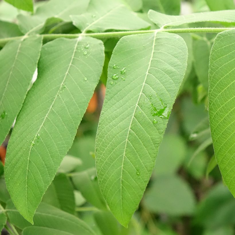Juglans cinerea - Butternuss (Foliage)