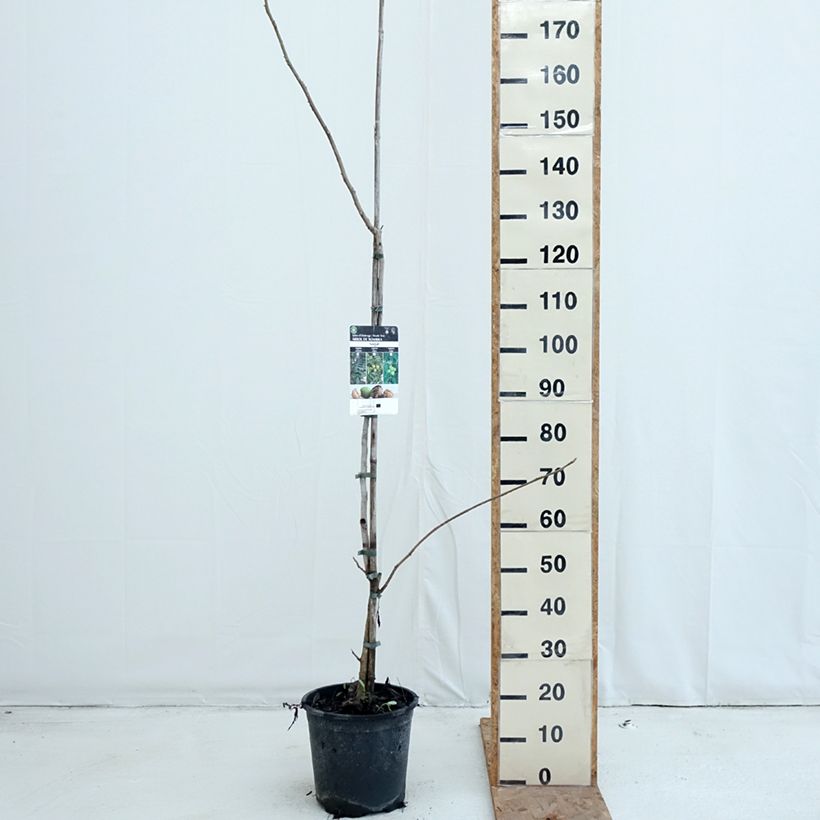 Exemplar von Juglans cinerea - Butternuss Topf mit 7,5L/10L wie im Herbst geliefert