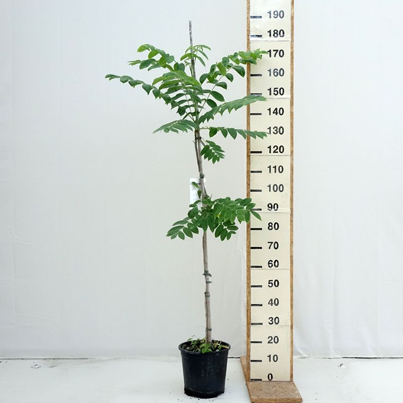 Example of Juglans cinerea - Butternuss Topf mit 7,5L/10L as you get in ete