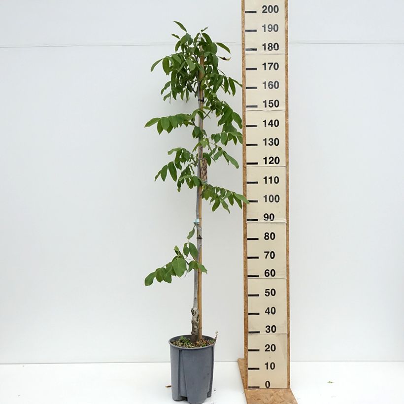 Example of Walnuss Chandler - Juglans regia Topf mit 7,5L/10L, Halbstamm as you get in ete