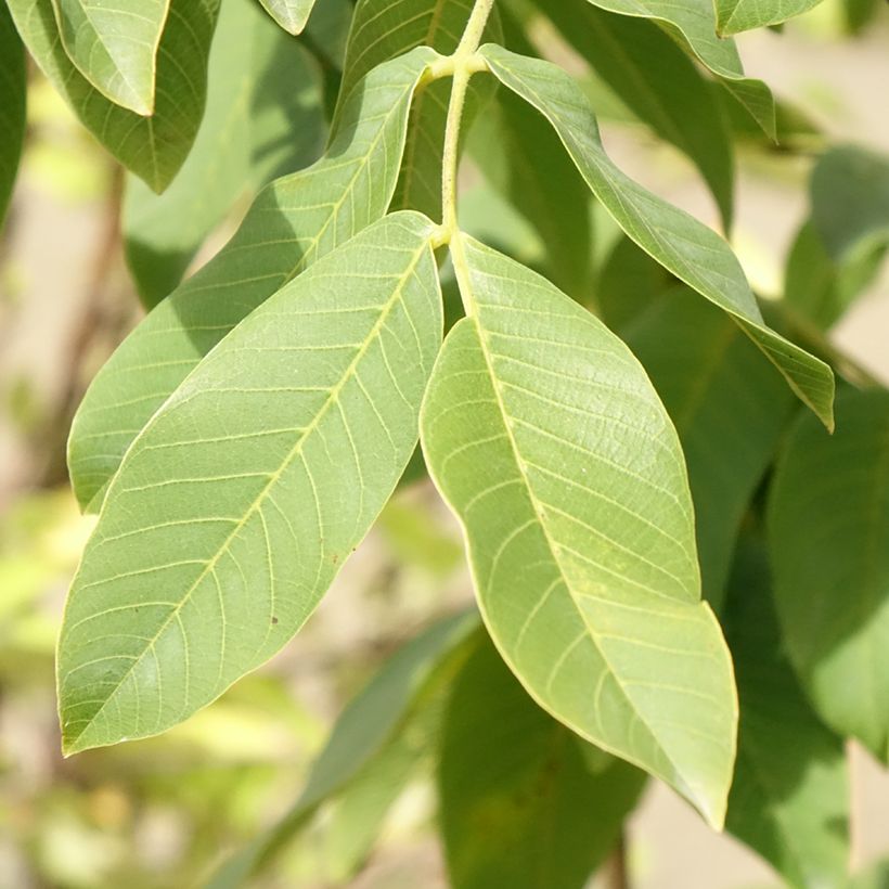 Walnuss Chandler - Juglans regia (Foliage)