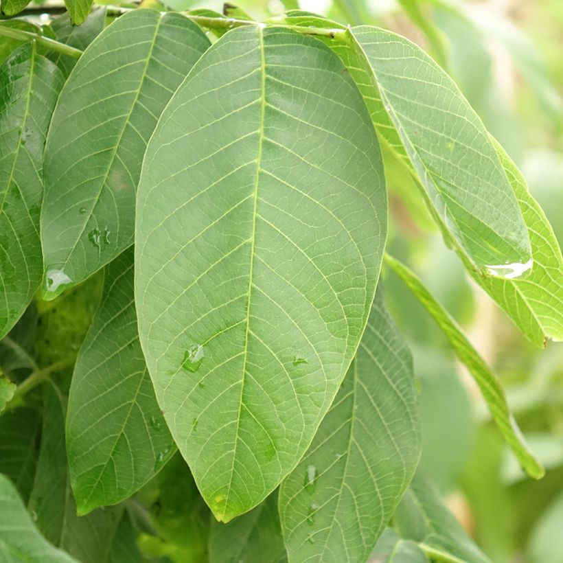 Walnuss Fernor - Juglans regia (Foliage)