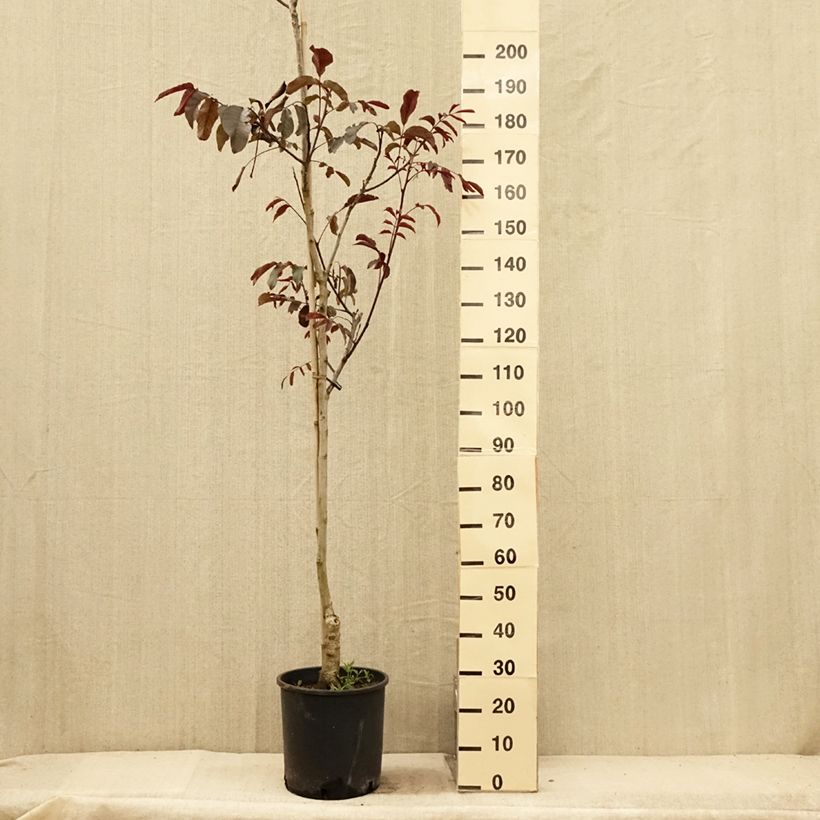 Example of Walnuss Purpurea - Juglans regia Topf mit 18L/20L, Stämmchen as you get in ete
