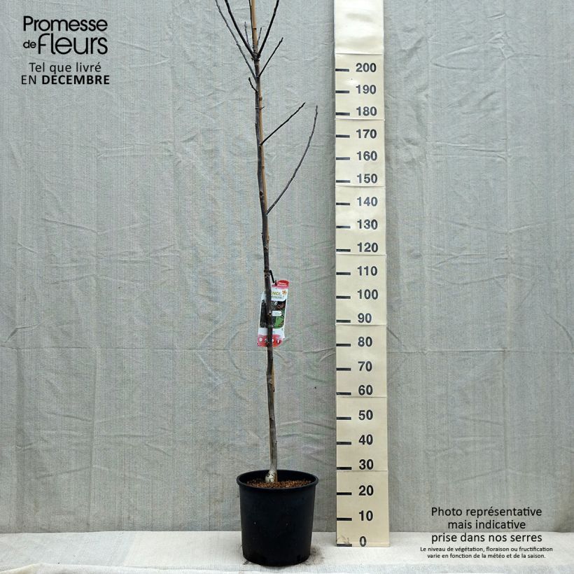 Exemplar von Walnuss Purpurea - Juglans regia Topf mit 18L/20L, Stämmchen wie im Winter geliefert