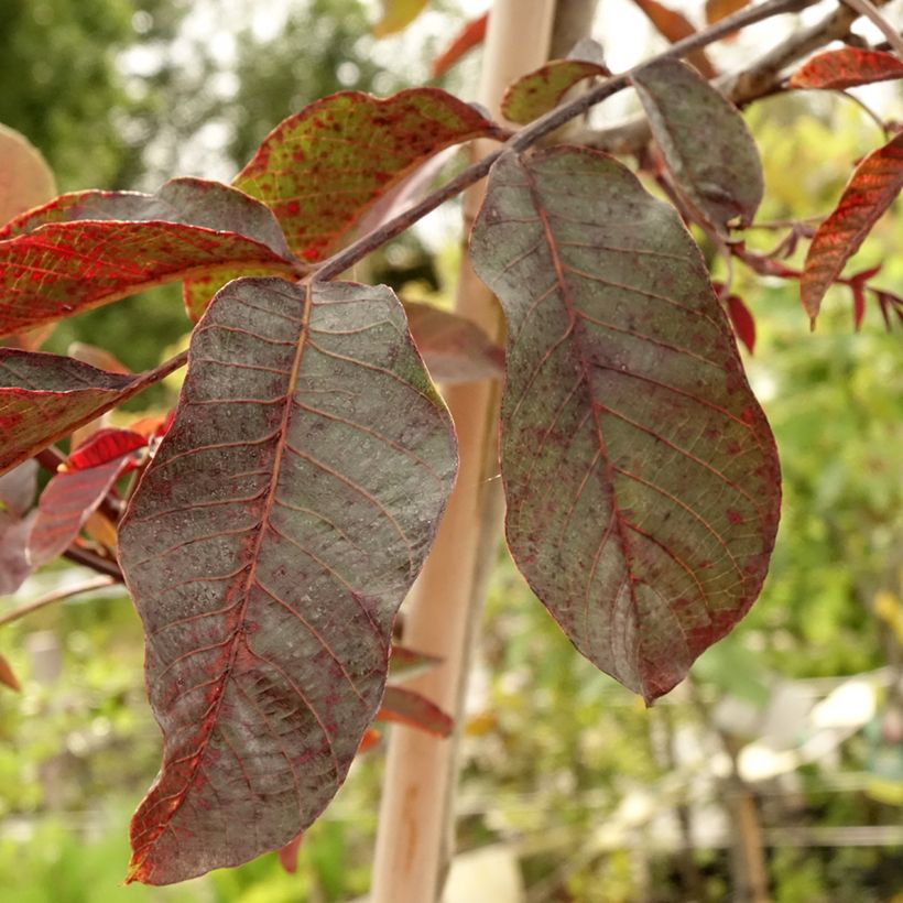 Walnuss Purpurea - Juglans regia (Foliage)