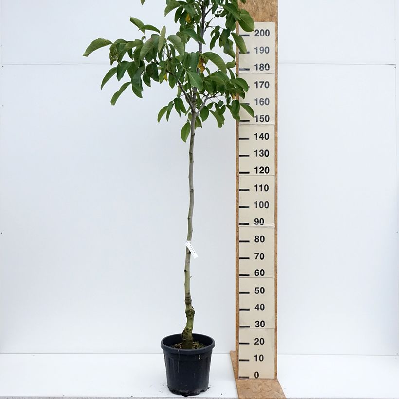Example of Walnuss Mayette - Juglans regia Topf mit 12L/15L, Stämmchen as you get in ete