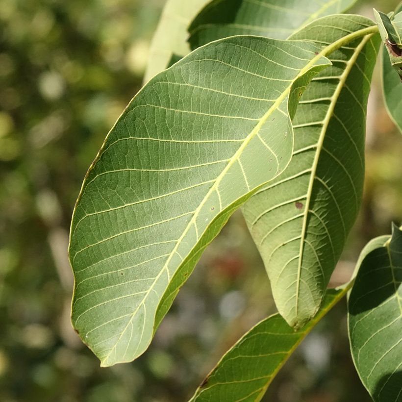 Walnuss Mayette - Juglans regia (Foliage)