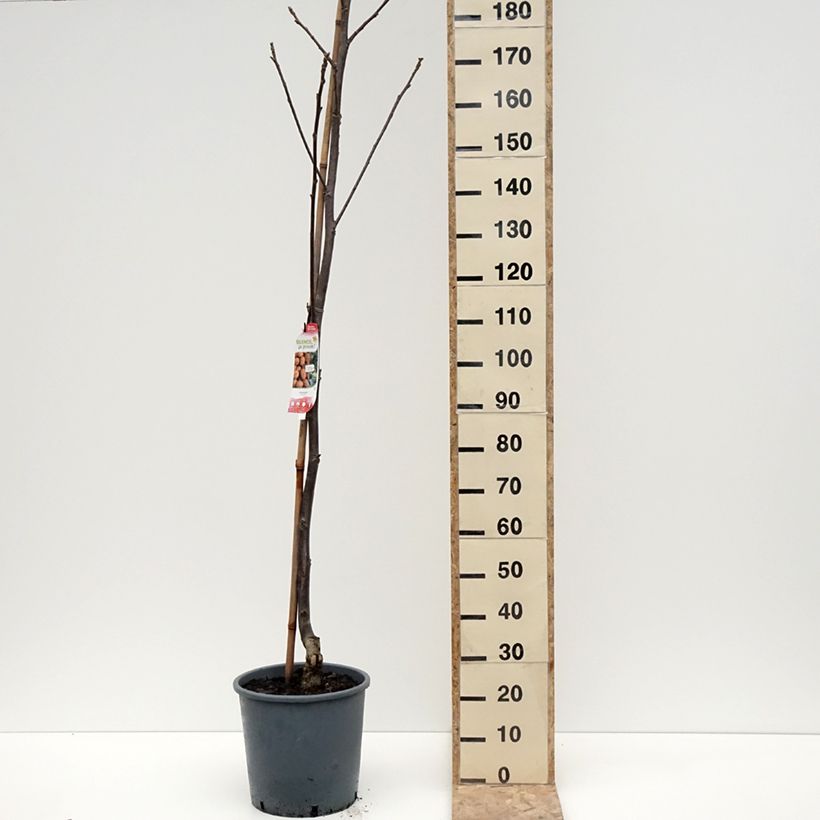 Exemplar von Walnuss Weinsberg 1 - Juglans regia Topf mit 18L/20L, Stämmchen wie im Winter geliefert