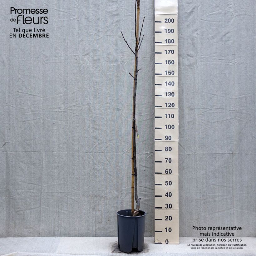 Exemplar von Walnuss Franquette - Juglans regia Topf mit 7,5L/10L, Halbstamm wie im Winter geliefert