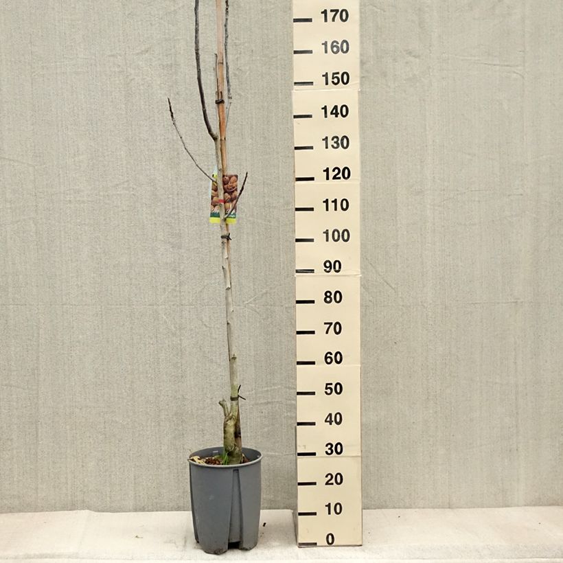 Example of Walnuss Franquette - Juglans regia Topf mit 7,5L/10L, Halbstamm as you get in automne