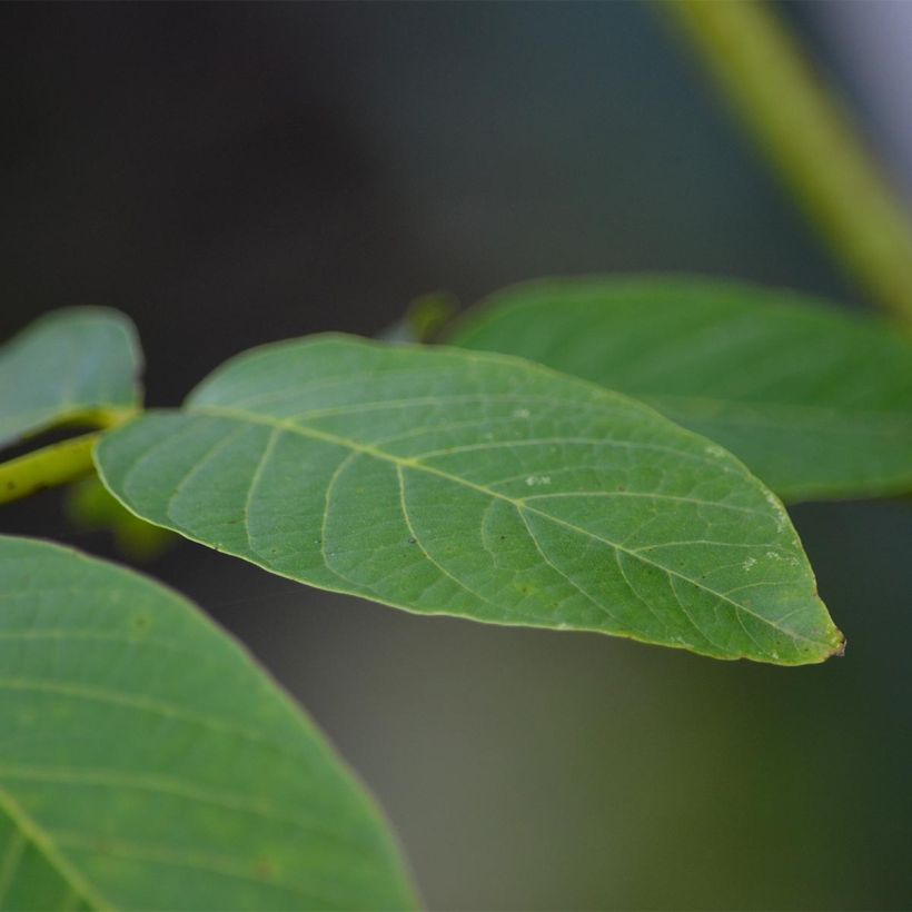 Walnuss Franquette - Juglans regia (Foliage)