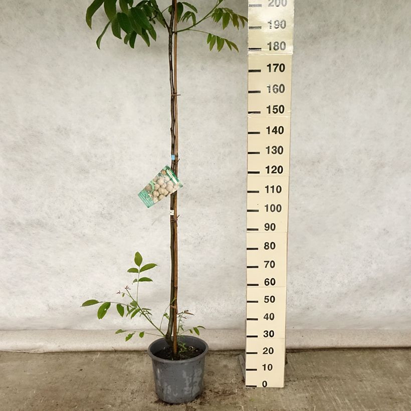 Example of Walnuss Parisienne - Juglans regia Topf mit 18L/20L, Stämmchen as you get in ete