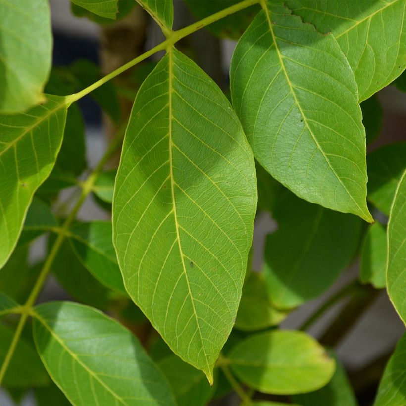 Walnuss Parisienne - Juglans regia (Foliage)