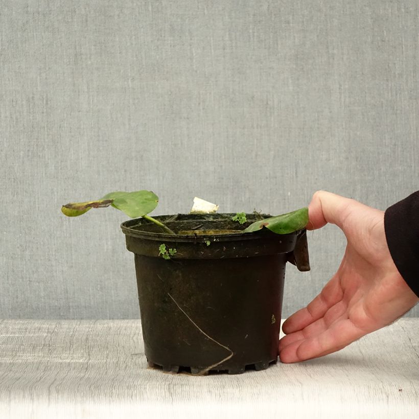 Example of Nymphaea Alba Delicata - Winterharte Seerose Topf mit 1,5L/2L as you get in automne