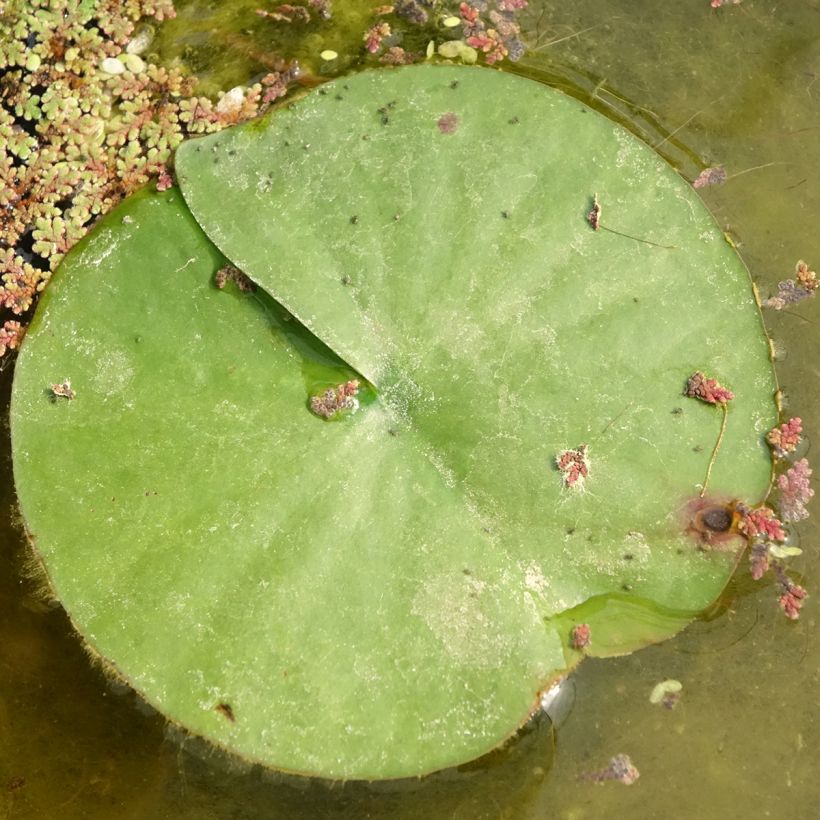 Nymphaea Almost Black - Winterharte Seerose (Foliage)