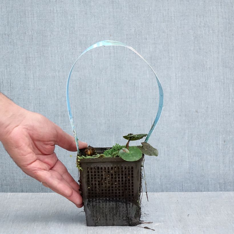 Exemplar von Nymphaea Almost Black - Winterharte Seerose Topf mit 1L/1,5L wie im Herbst geliefert