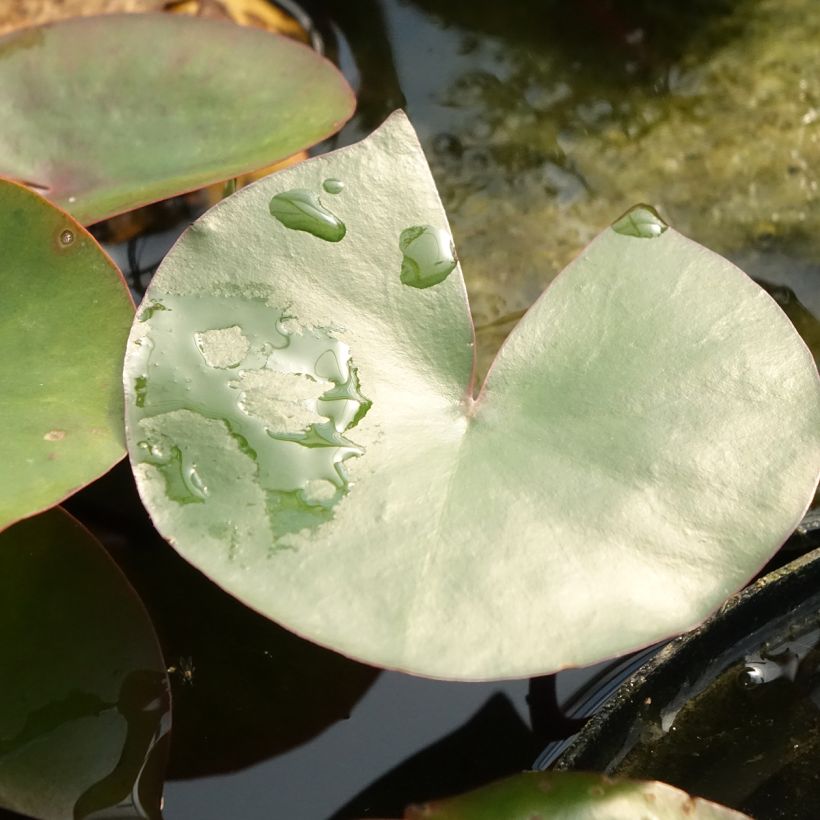 Nymphaea Amabilis - Winterharte Seerose (Foliage)