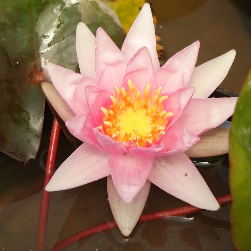 Nymphaea Amabilis - Winterharte Seerose (Flowering)