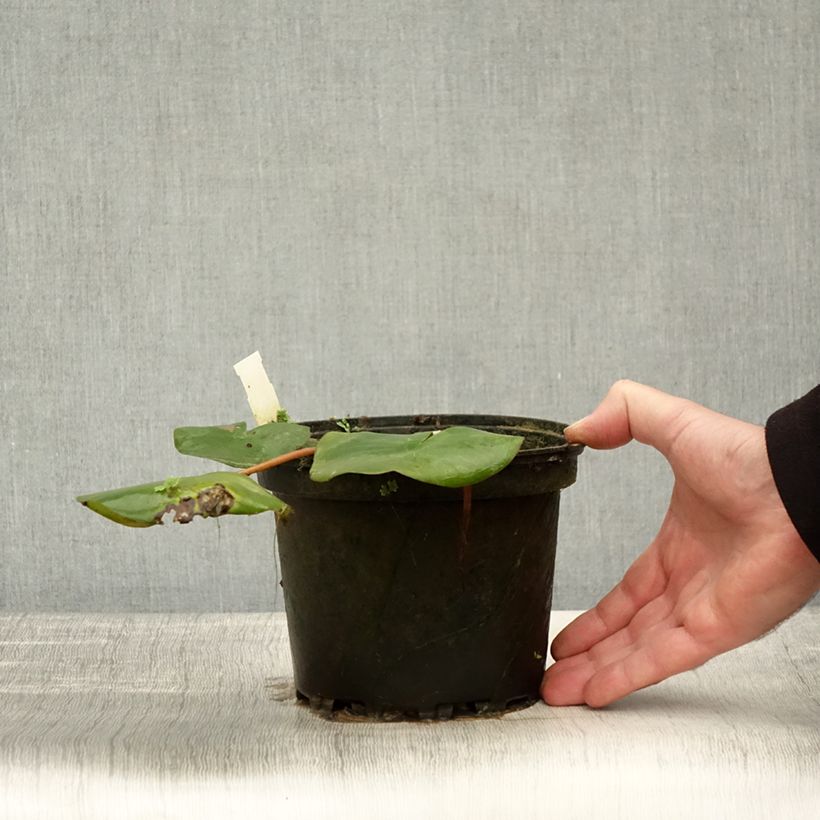 Example of Nymphaea Amabilis - Winterharte Seerose Topf mit 1,5L/2L as you get in automne