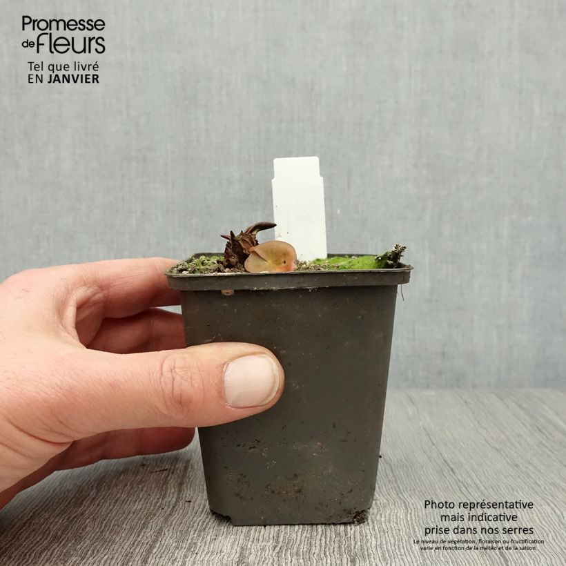 Exemplar von Nymphaea Attraction - Winterharte Seerose Kleine Töpfe von 8/9 cm wie im Winter geliefert