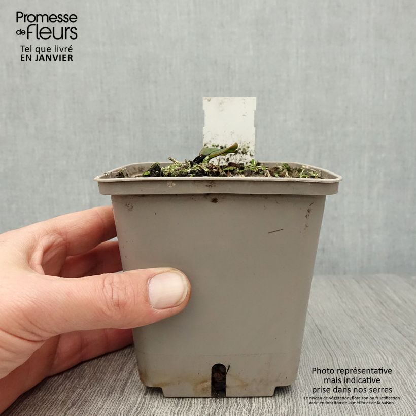 Exemplar von Nymphaea Attraction - Winterharte Seerose Topf mit 1L/1,5L wie im Winter geliefert