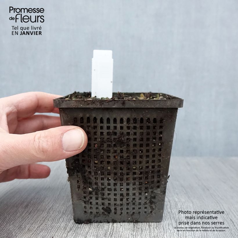 Exemplar von Nymphaea Aurora - Winterharte Seerose Kleine Töpfe von 8/9 cm wie im Winter geliefert