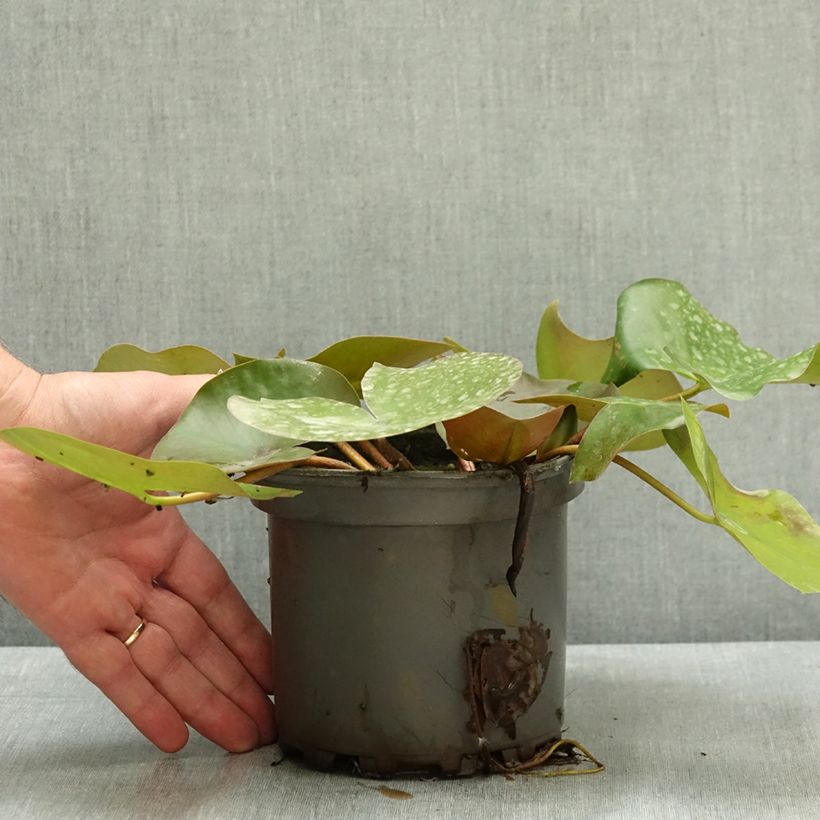 Exemplar von Nymphaea Barbara Davies - Nénuphar rustique Pot de 1,5L/2L wie im Sommer geliefert