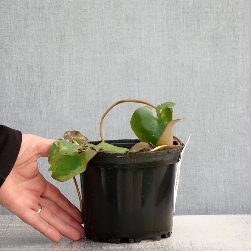 Exemplar von Nymphaea Bateau - Winterharte Seerose Topf mit 1,5L/2L wie im Frühjahr geliefert