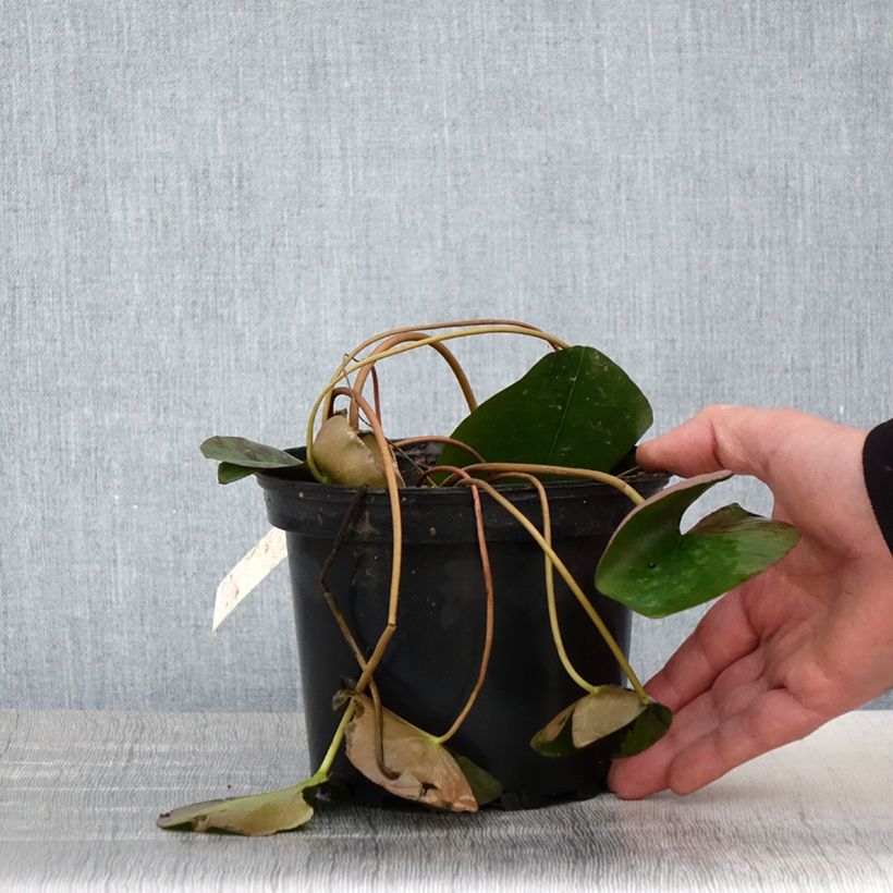 Example of Nymphaea Berthold - Winterharte Seerose Topf mit 1,5L/2L as you get in printemps