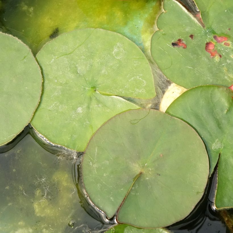 Nymphaea Burgundy Princess - Winterharte Seerose (Foliage)