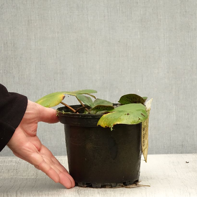 Example of Nymphaea Carolina Sunset - Winterharte Seerose Topf mit 1,5L/2L as you get in automne