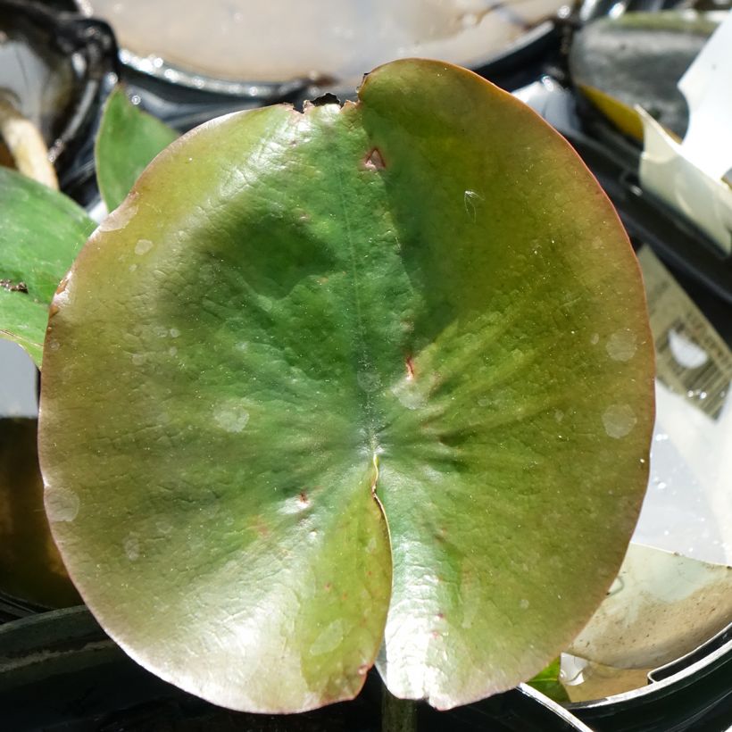 Nymphaea Celebration - Winterharte Seerose (Laub)