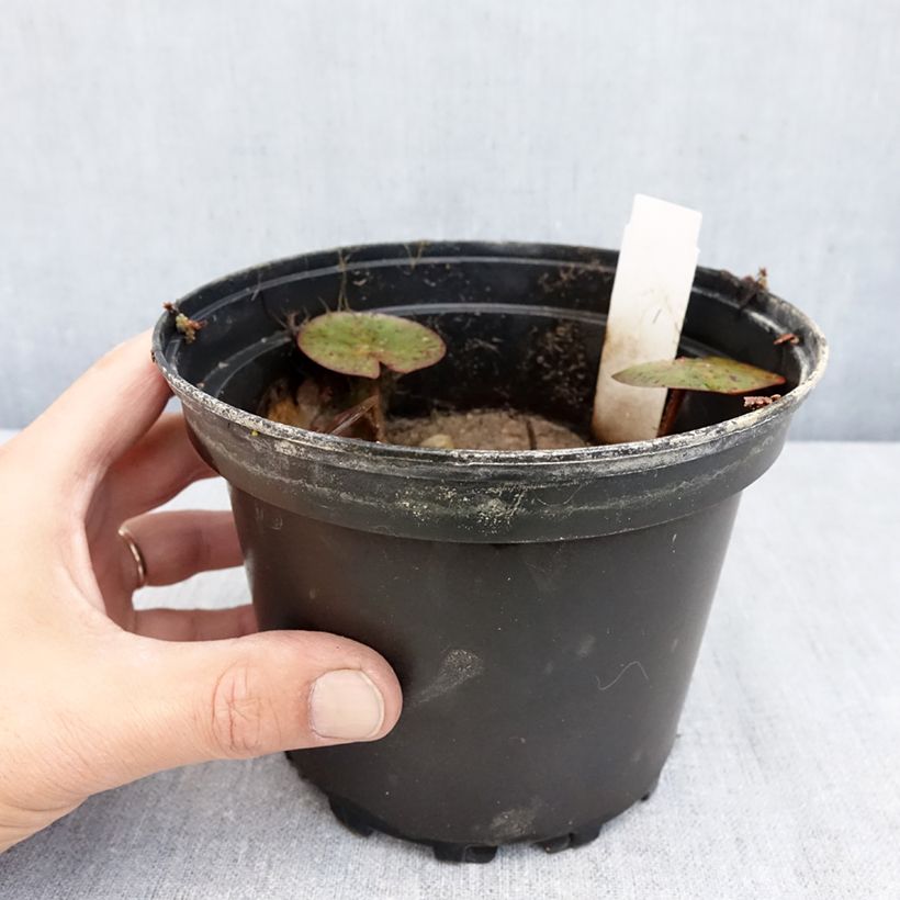 Exemplar von Nymphaea Charlene Strawn - Winterharte Seerose Topf mit 1,5L/2L wie im Herbst geliefert