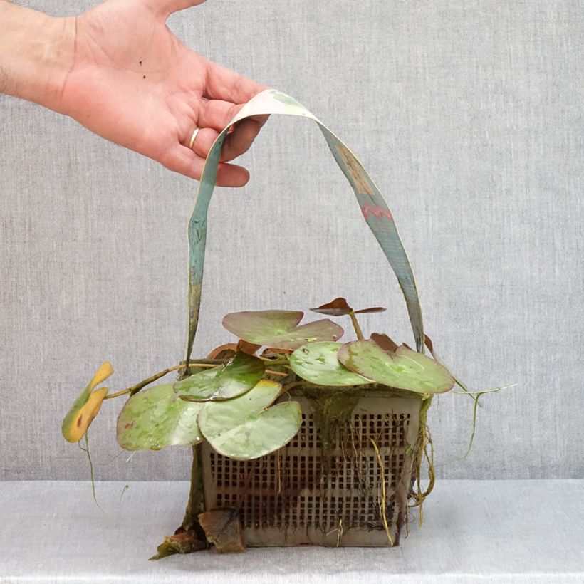 Example of Nymphaea Clyde Ikins - Winterharte Seerose Topf mit 3L/4L as you get in ete