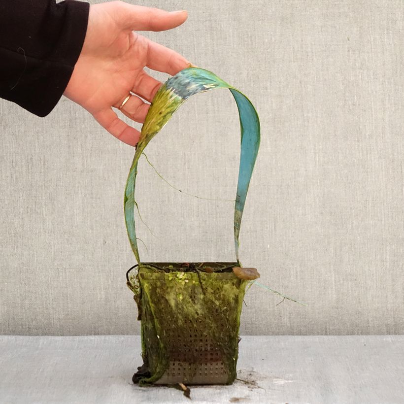 Exemplar von Nymphaea Colorado - Winterharte Seerose Topf mit 1L/1,5L wie im Winter geliefert