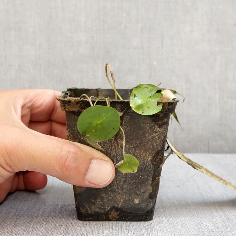 Exemplar von Nymphaea colorata - Bunte Seerose Topf mit 1,5L/2L wie im Herbst geliefert