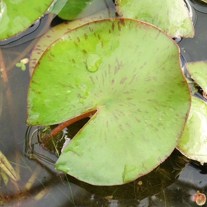 Nymphaea Comanche - Winterharte Seerose (Foliage)