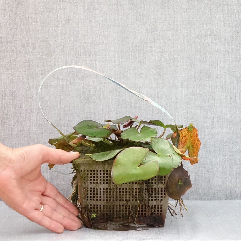 Example of Nymphaea Comanche - Winterharte Seerose Topf mit 3L/4L as you get in ete